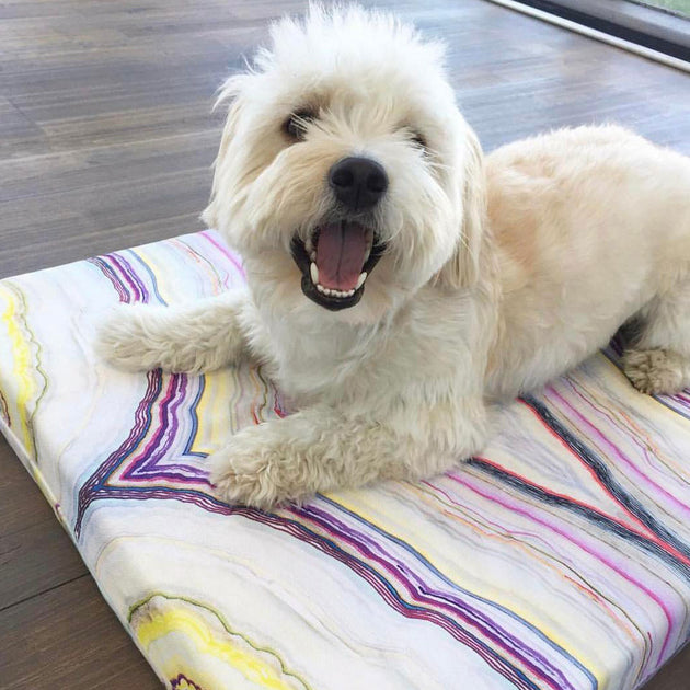 Hapi Dog Hapi Pets – Hapi Art®️